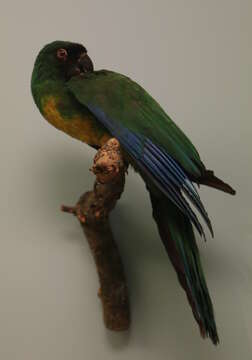 Image of Masked Shining Parrot