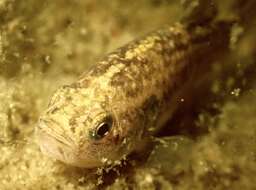 Image of Desert Pupfish