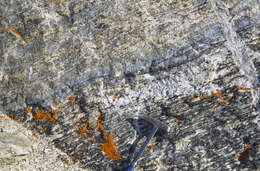 Image of elegant orange wall lichen