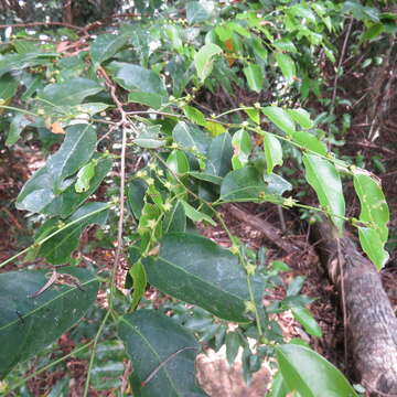 Image of Weeping Cleistanthus