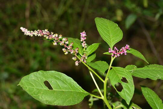 Image of Phytolacca thyrsiflora Fenzl ex J. A. Schmidt