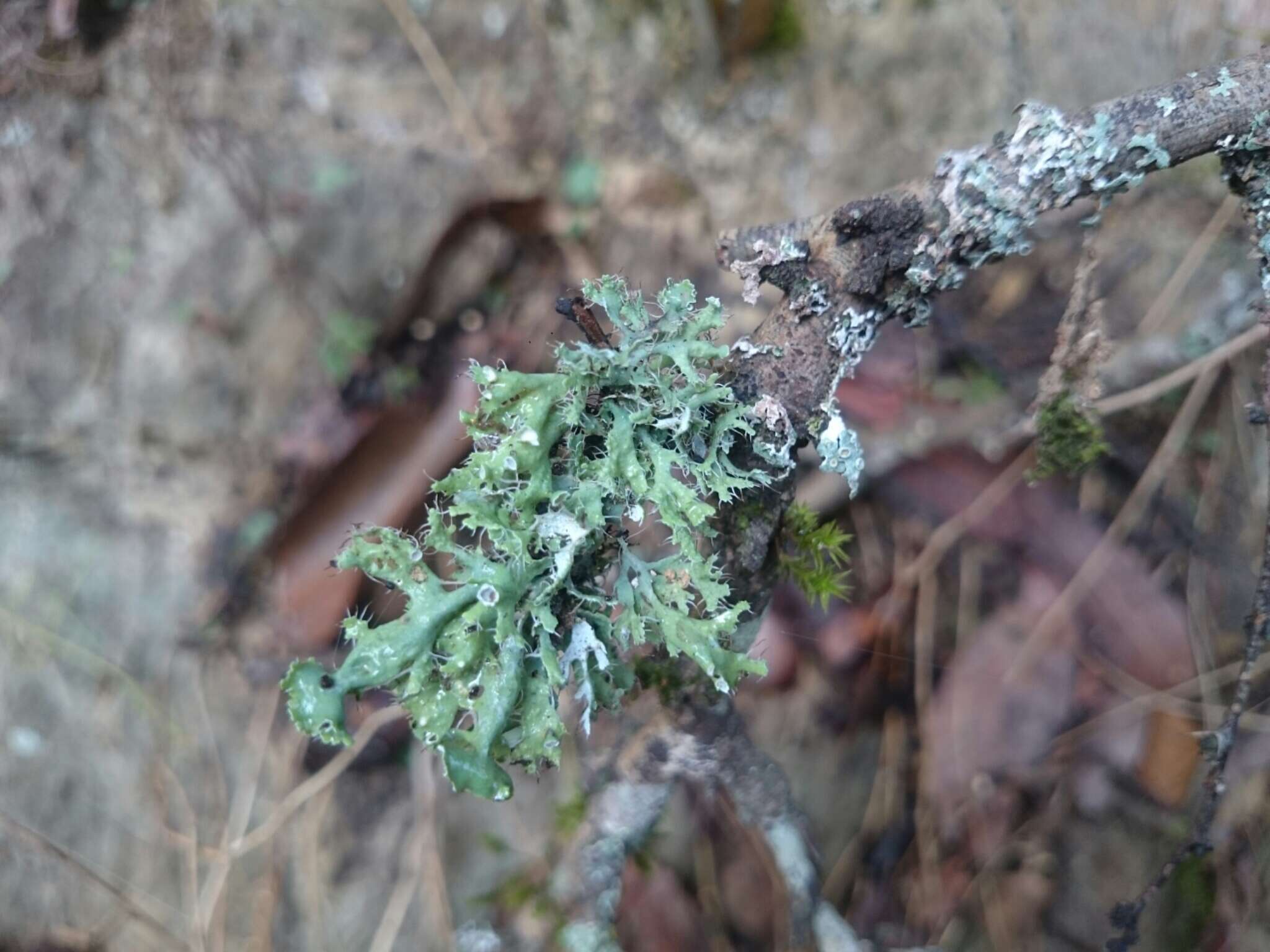 Image of shield lichen