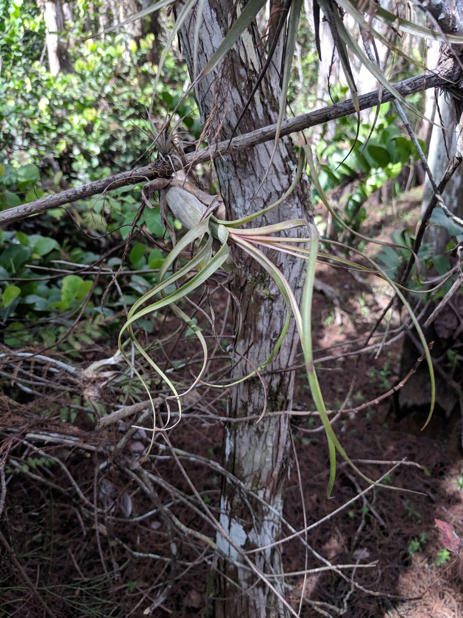 Plancia ëd Tillandsia balbisiana Schult. & Schult. fil.