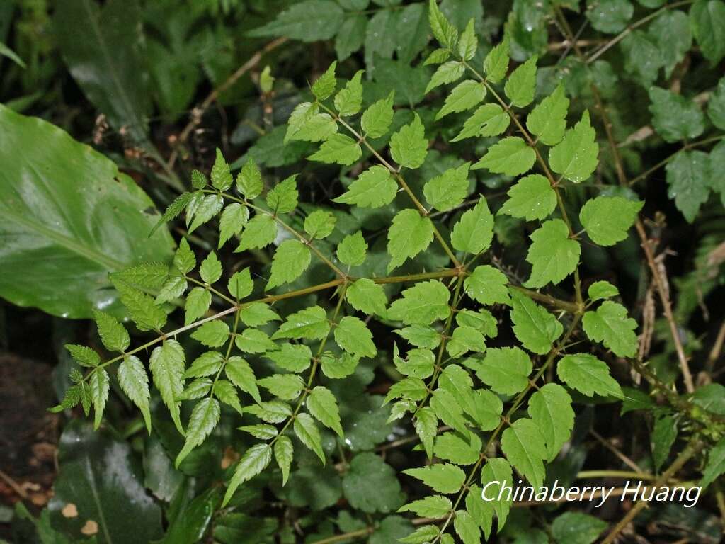 Image de Aralia bipinnata Blanco