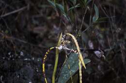 Image of Maxillaria speciosa Rchb. fil.