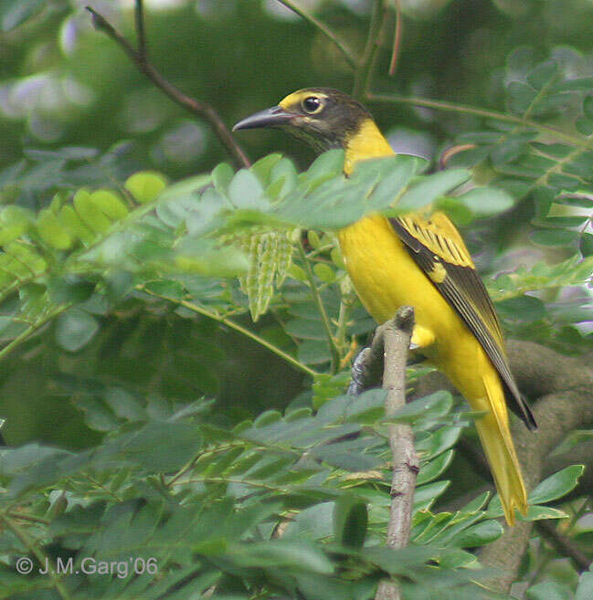 Image of Black-hooded Oriole