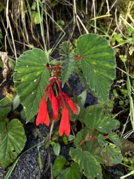 Слика од Begonia ferruginea L. fil.