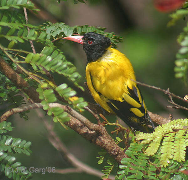 Image of Black-hooded Oriole