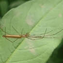 Image of Tetragnatha straminea Emerton 1884