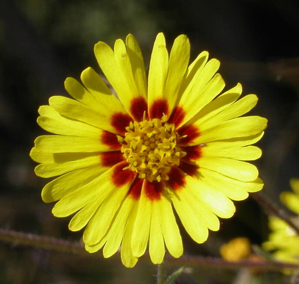 Слика од Madia elegans D. Don