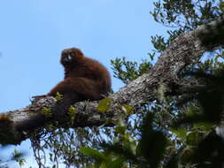 Image of Red-bellied Lemur