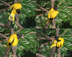 Image of Black-hooded Oriole