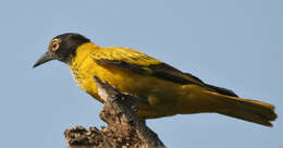 Image of Black-hooded Oriole