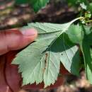 Image of Crataegus dahurica Koehne ex C. K. Schneid.