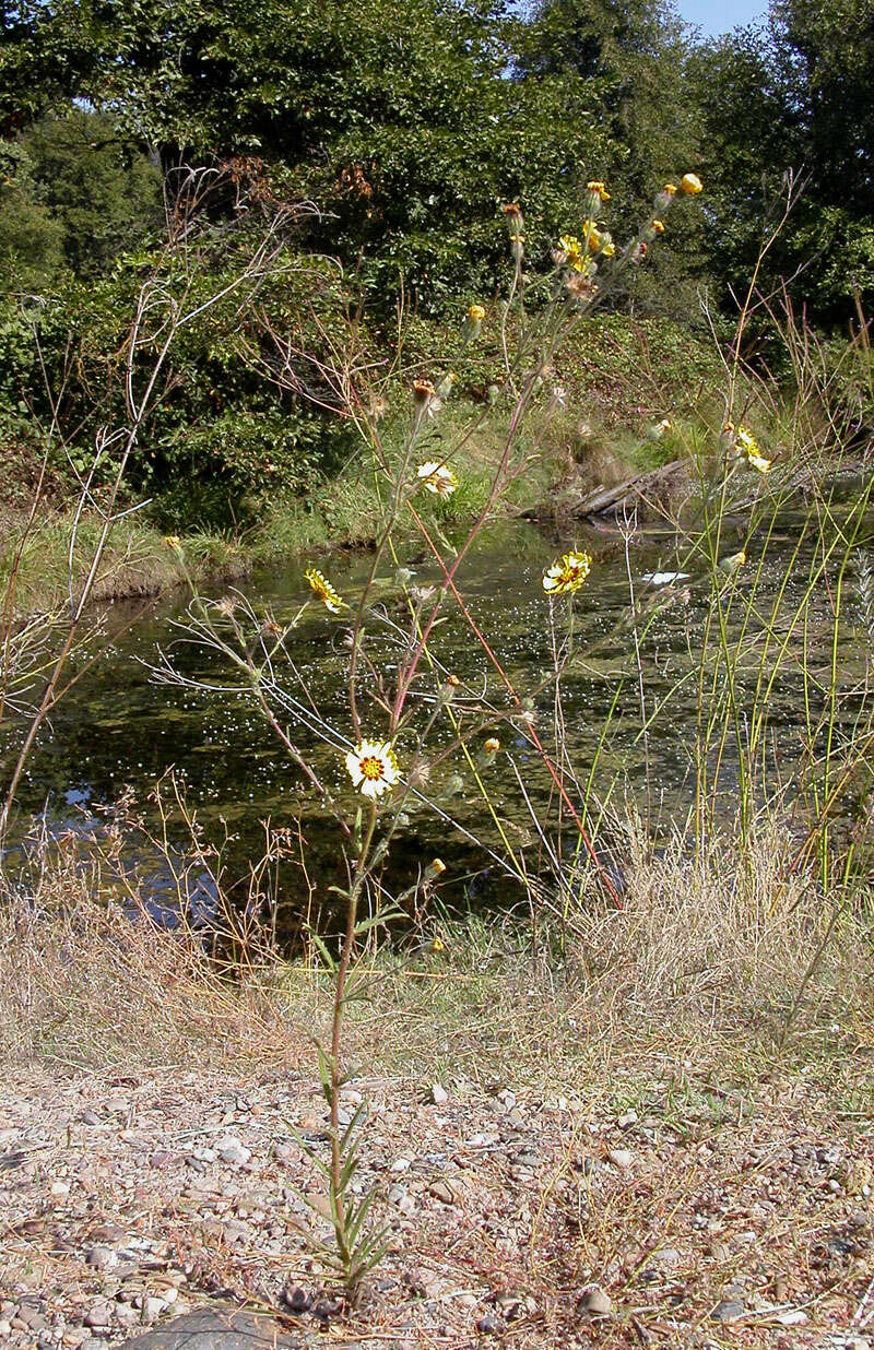 Слика од Madia elegans D. Don