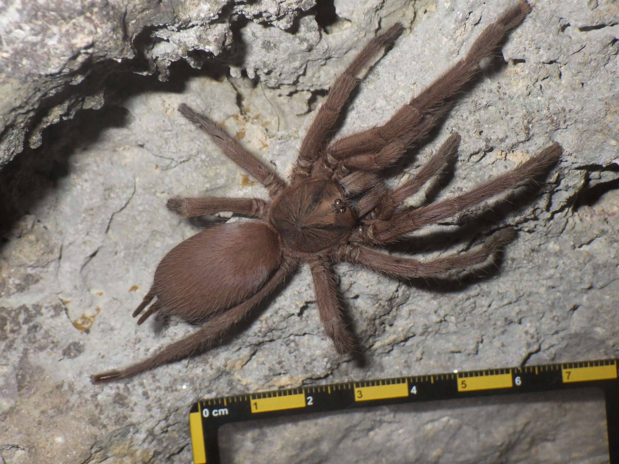 Image of Java Yellow Kneed Tarantula