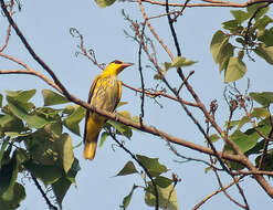 Image of Black-naped Oriole