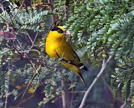 Image of Black-naped Oriole