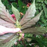 Image of Begonia tonduzii C. DC. ex T. Durand & Pittier