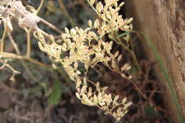 Image of Rosularia sempervivum (Bieb.) Berger