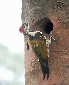 Image of Black-rumped Flameback