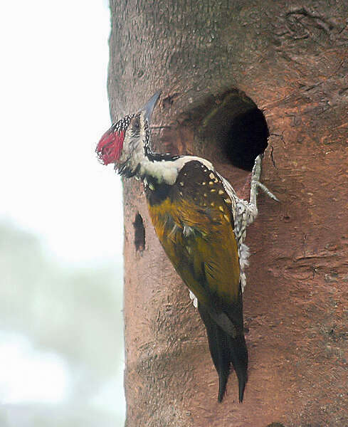 Image of Black-rumped Flameback