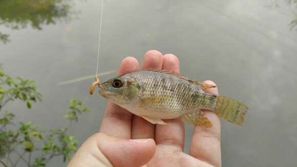 Image de Oreochromis niloticus (Linnaeus 1758)