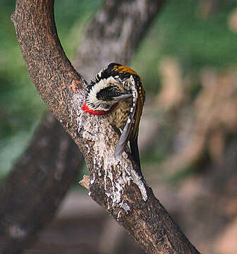 Image of Black-rumped Flameback