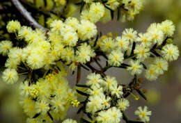 Image of early wattle