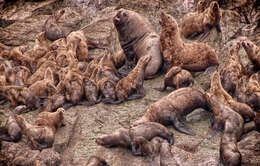 Image of northerns sea lions