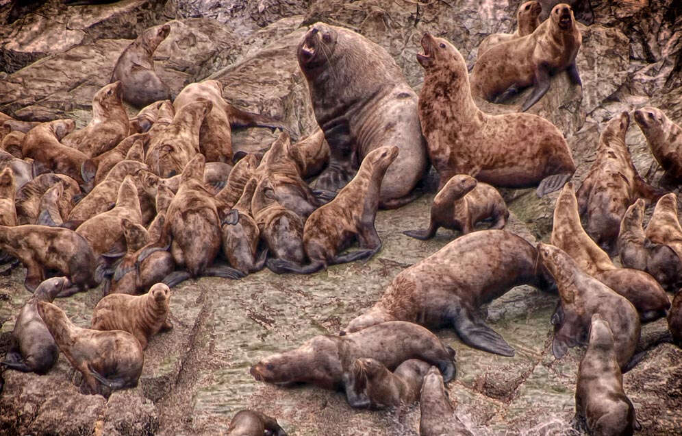 Image of northerns sea lions