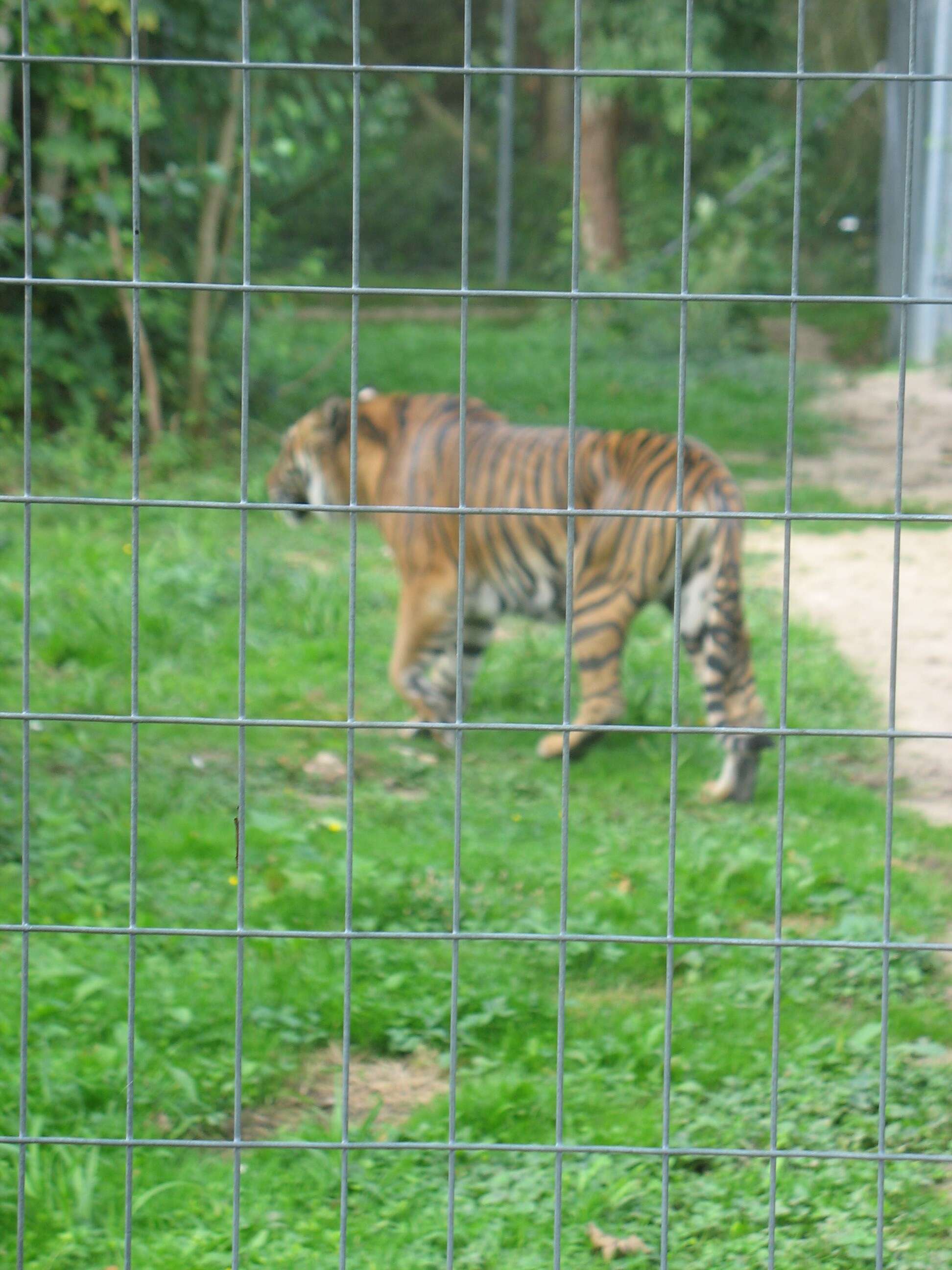 Image of Sumatran Tiger