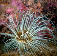 Image of Mediterranean cerianthid