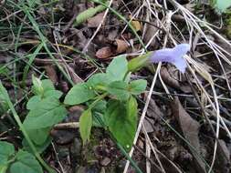 صورة Torenia asiatica L.