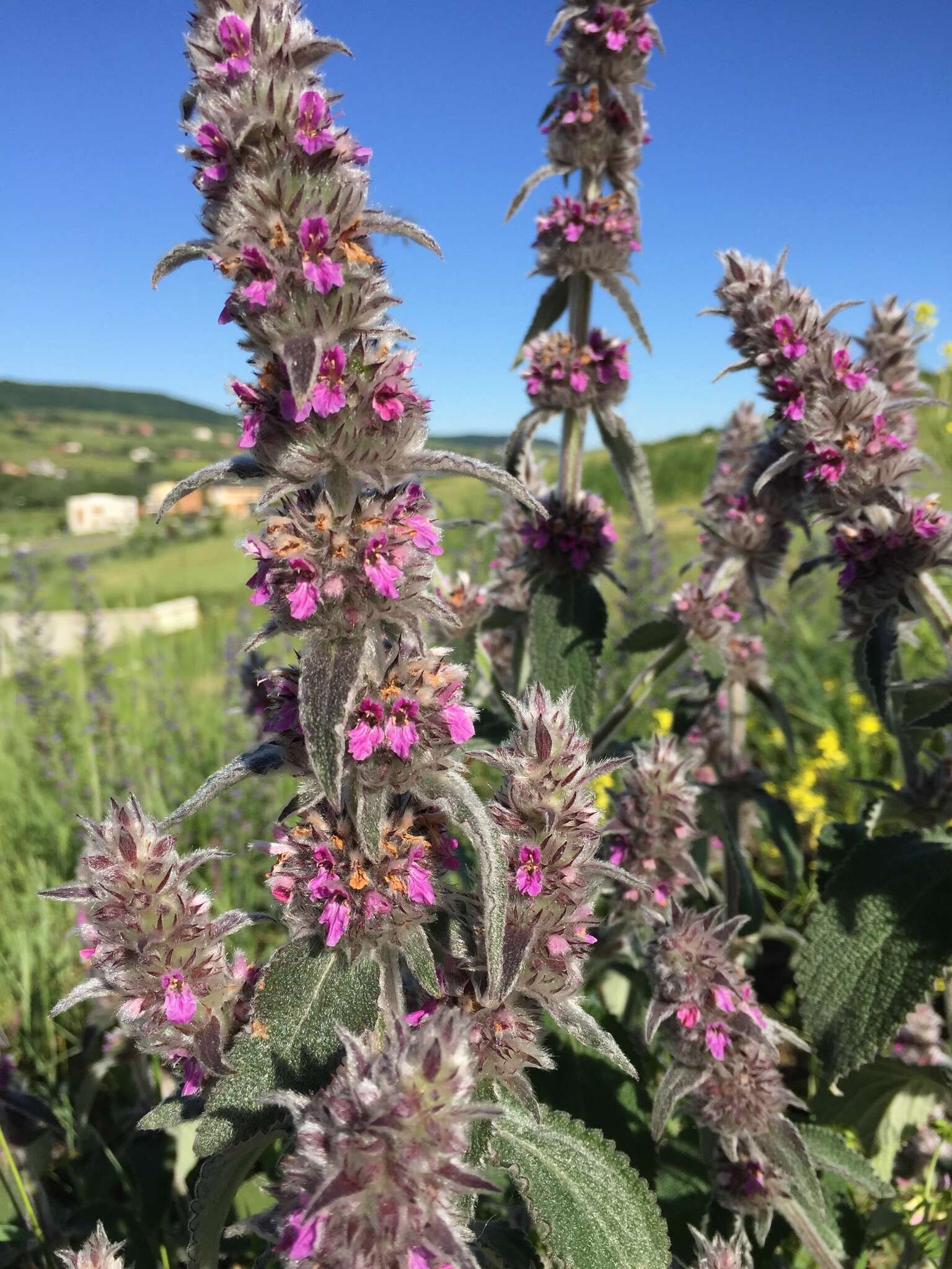 Image of Downy woundwort