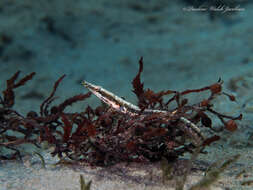 Image of Bluethroat Pikeblenny