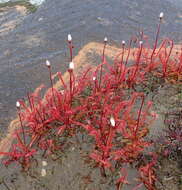 Image of Drosera alba Phill.