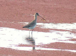 Image of Black-tailed Godwit