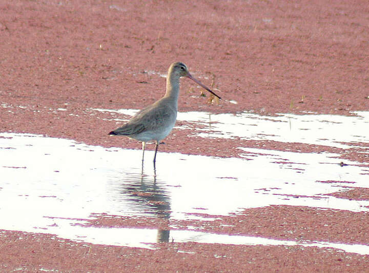 Image of Black-tailed Godwit