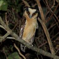 Image of Buff-fronted Owl