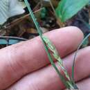 Carex striatula Michx. resmi