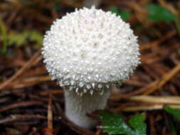 Imagem de Lycoperdon perlatum Pers. 1796