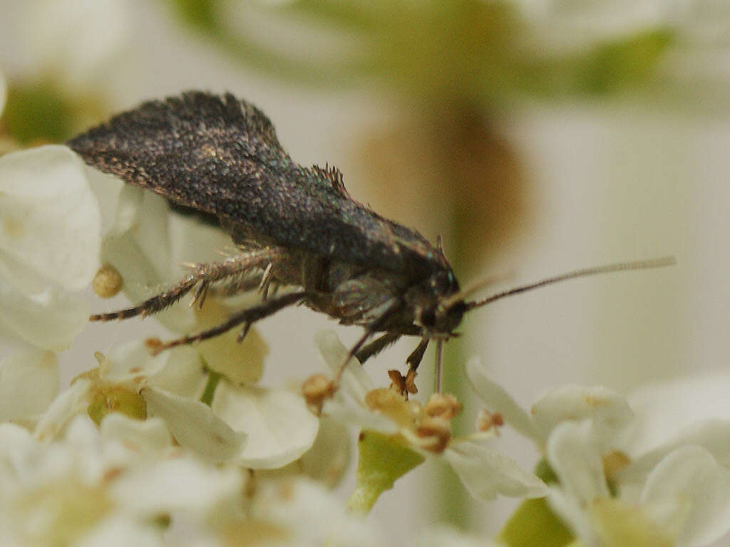 Image of Phaulernis dentella Zeller 1839