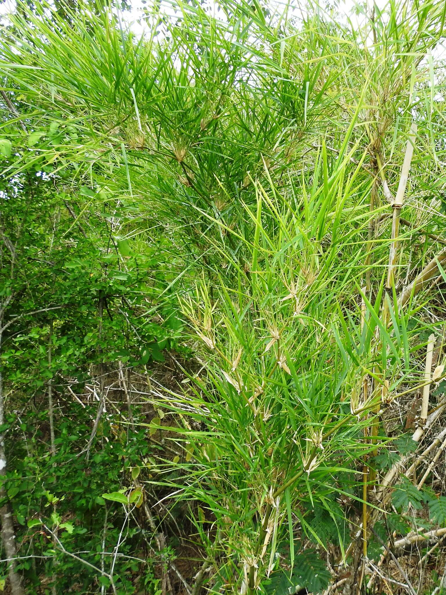 Image of American long-leaved bamboo