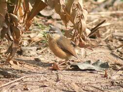 Image of Ashy Prinia