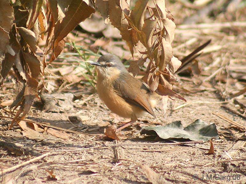 Image of Ashy Prinia