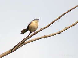 Image of Ashy Prinia