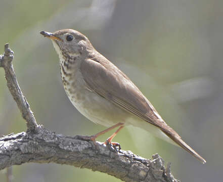 Image of Gray-cheeked Thrush