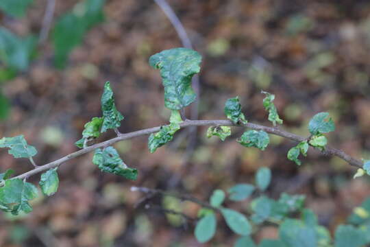 Image of Aphid