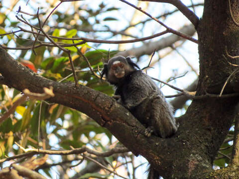 Image of Black-pencilled Marmoset